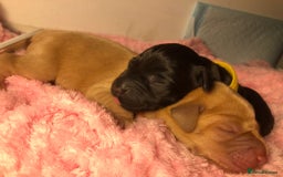 Labrador Retriever dogs for sale: Stunning Pure Labrador retriever puppies - Image 5