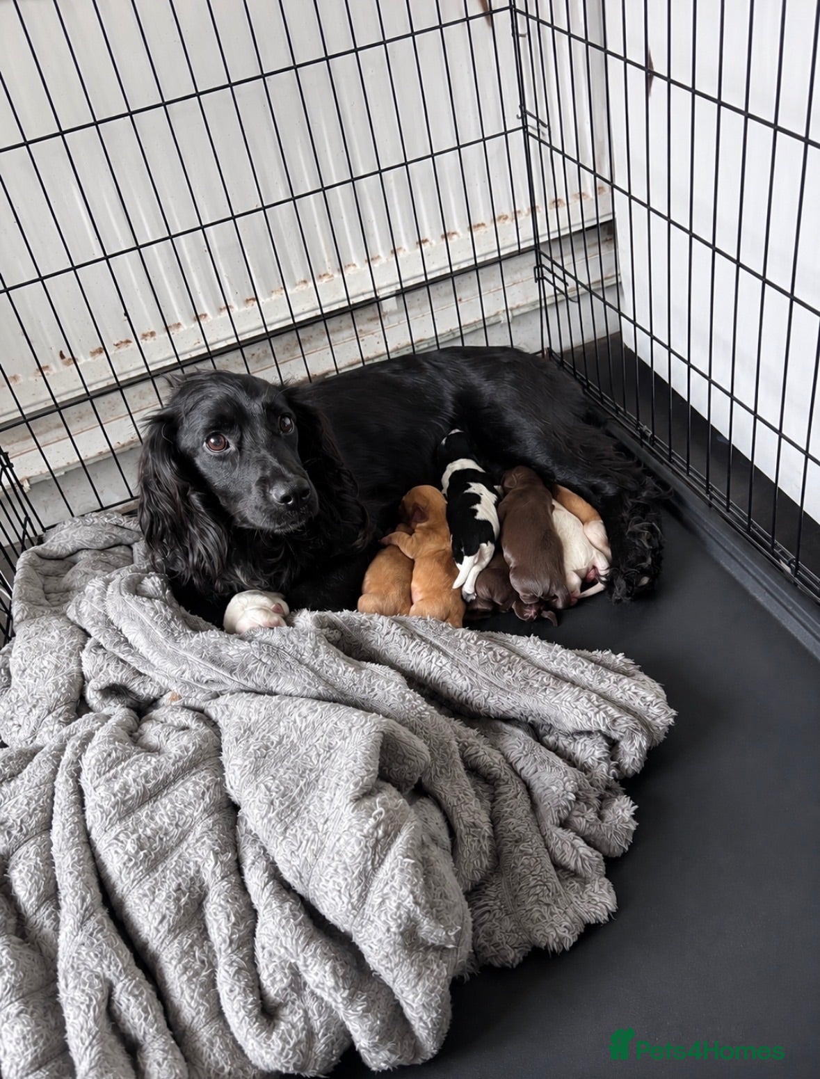Cocker Spaniel dogs Beautiful cocker spaniels pups - Advert 1