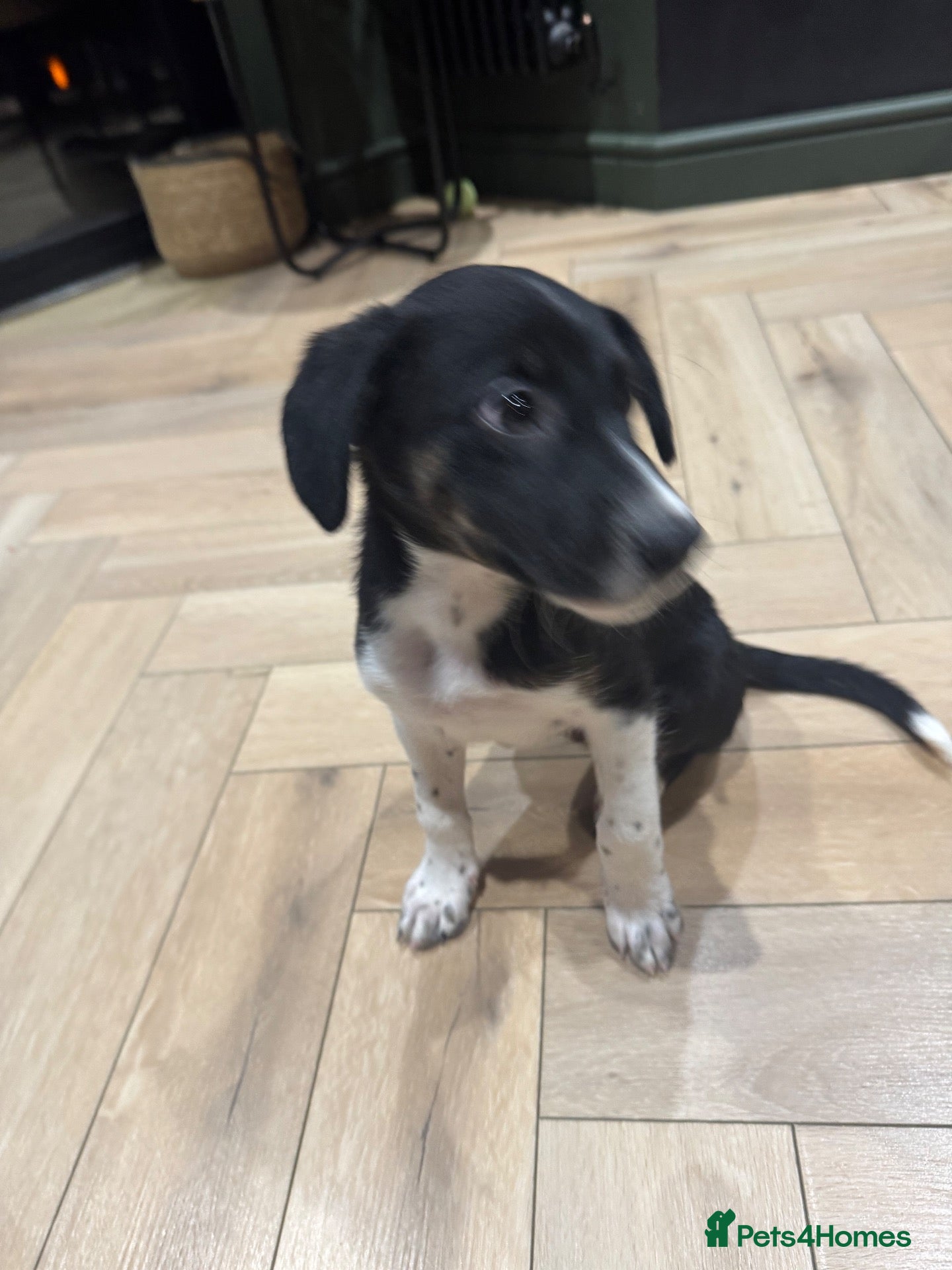 Bordoodle dogs LAST BEAUTIFUL BORDOODLE LOOKING FOR HOME. READY - Advert 1