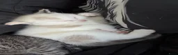 Mixed Breed cats for sale: Kittens - Advert 9