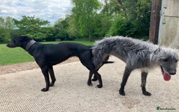 Lurcher dogs for sale: Gorgeous Lurcher pup!  - Image 11