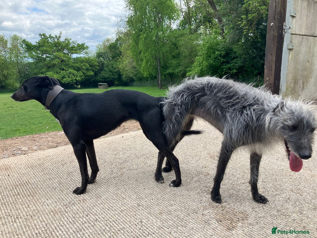 Lurcher dogs for sale: Gorgeous Lurcher pup!  - Image 11