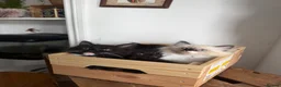 Mixed Breed cats for sale: kittens ready to be loved  - Advert 27