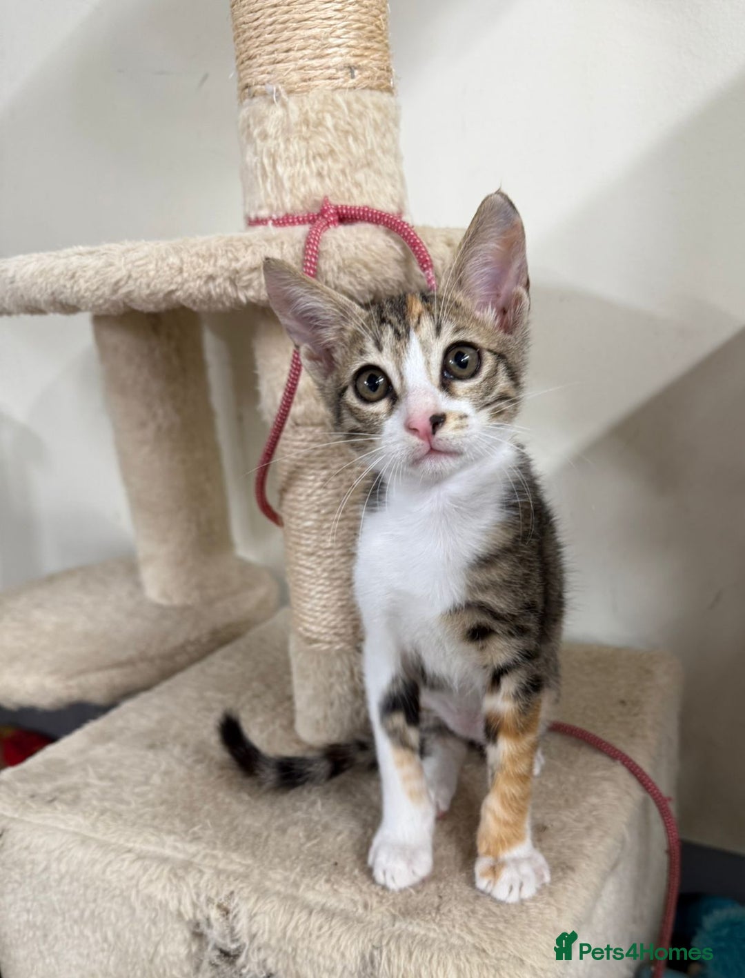 Mixed Breed cats for adoption: SALLY - FUN KITTEN HAPPY WITH OTHER CAT-SPAYED - Advert 3