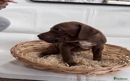 American Bully dogs for sale:  Medium Bully Puppies–XL are banned, these are NOT - Image 5