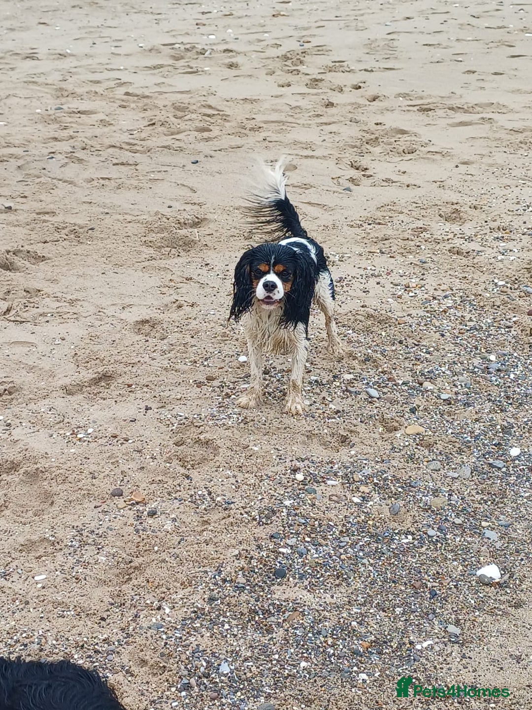 Cavalier King Charles Spaniel dogs for stud: FOR STUD ONLY  - Advert 7