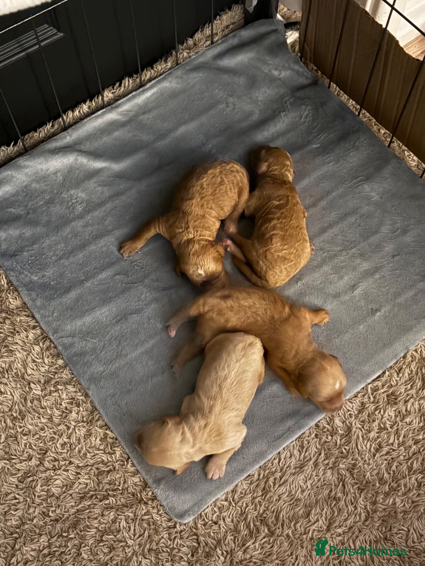 Cockapoo dogs COCKAPOO PUPPIES LOOKING FOR THEIR FOREVER HOMES - Advert 1