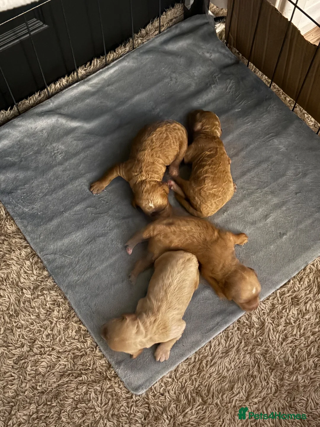 Cockapoo dogs for sale: COCKAPOO PUPPIES LOOKING FOR THEIR FOREVER HOMES - Advert 1