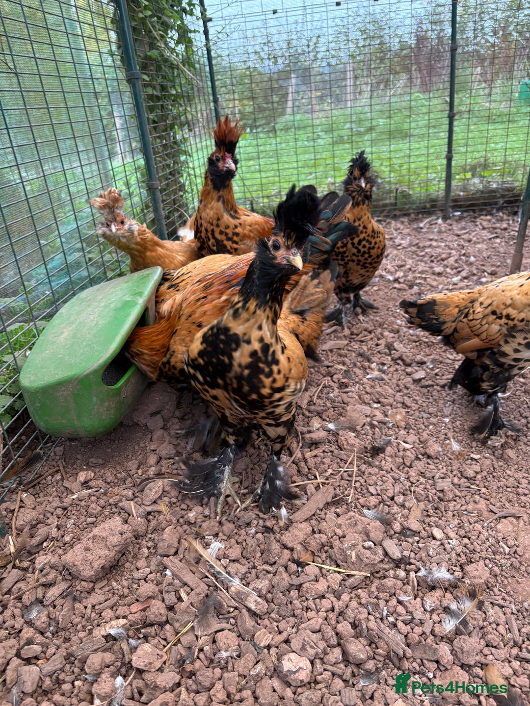 Chickens poultry for sale: Pavlovskya Trio - Image 2