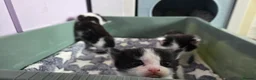 Mixed Breed cats for sale: One male and one female kitten available  - Advert 13