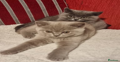 Scottish Fold cats - Advert 7