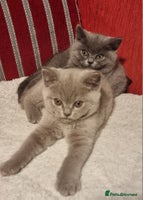 Scottish Fold cats - Advert 2