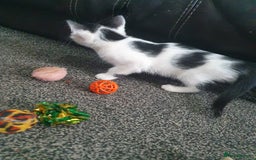 British Shorthair cats for sale: Here I have 4 beautiful kittens  - Image 10