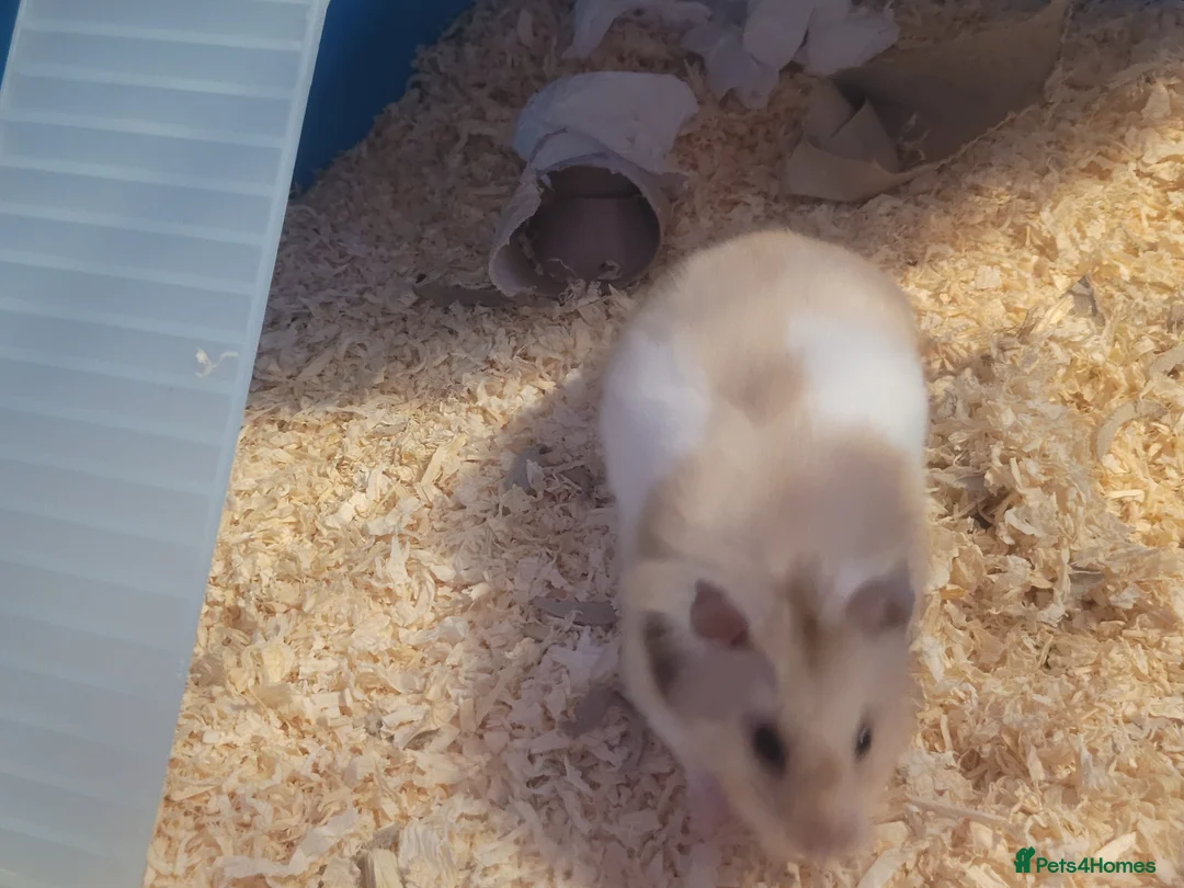Hamster rodents for sale: Syrian Hamster for Sale – 11 months old in Coventry - Advert 1