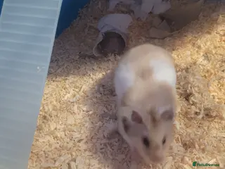 Hamster rodents Syrian Hamster for Sale – 11 months old - Advert 2