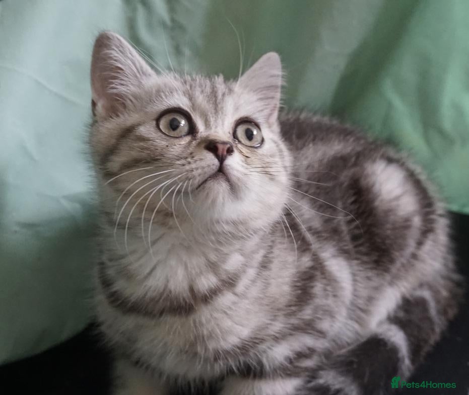 British Shorthair cats British Shorthair Kittens - Advert 1