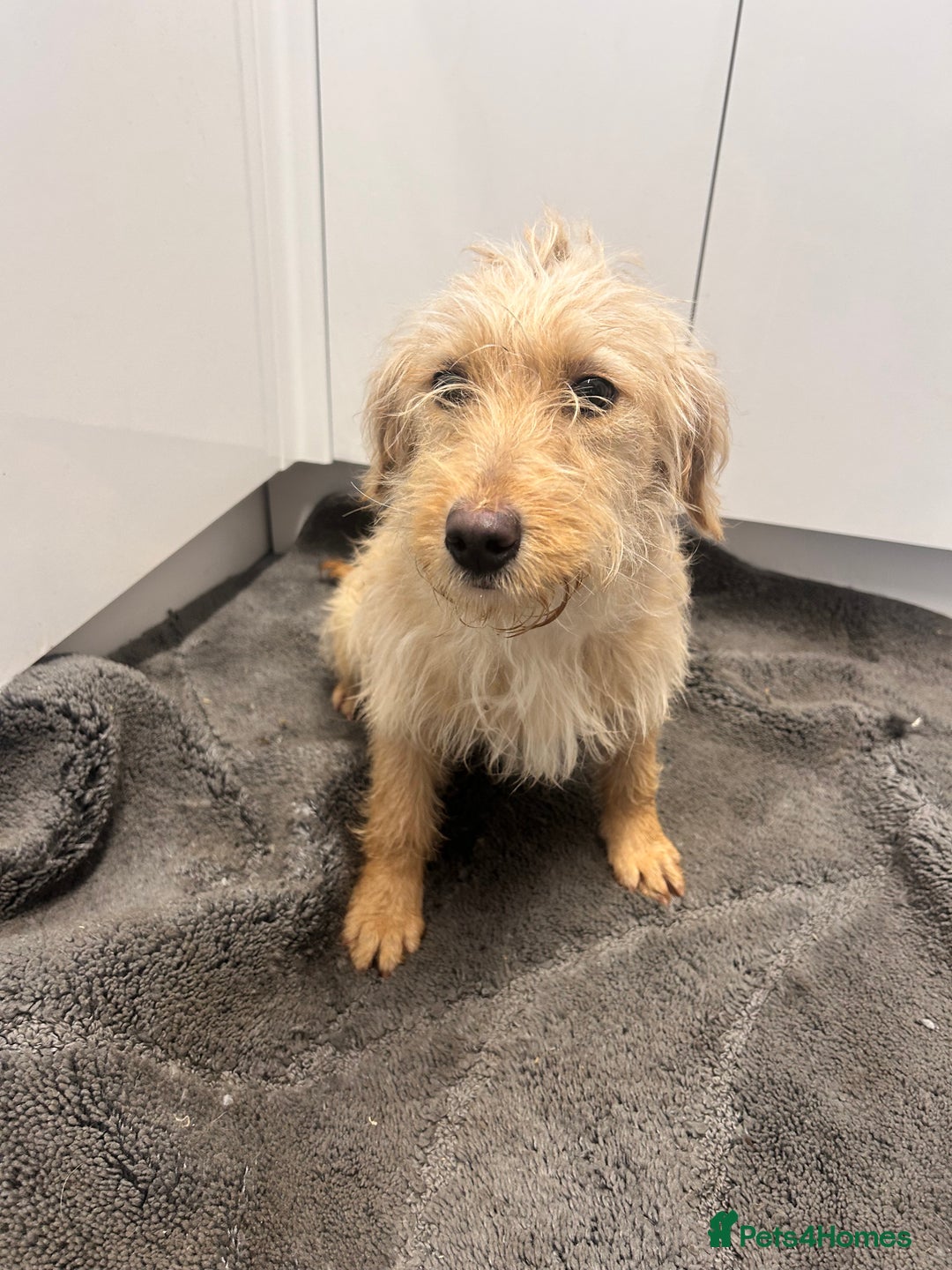 Labradoodle dogs for sale: F1 labradoodle puppies - Advert 6