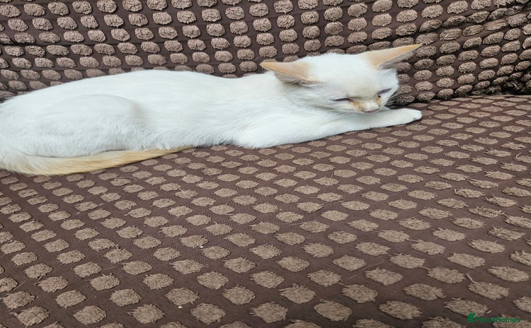Ragdoll cats - Advert 7