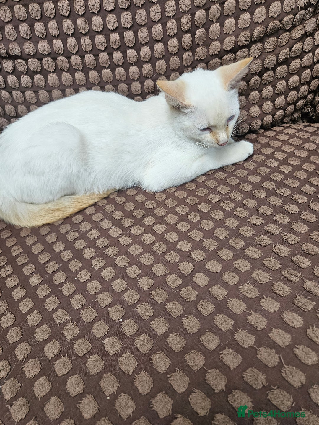 Ragdoll cats for sale: Cat 1 male - Image 1