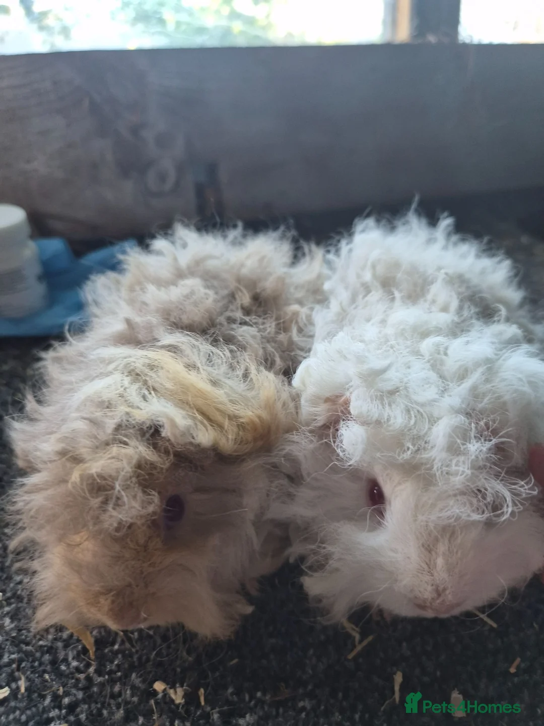 Guinea Pig rodents for sale: Pair of guinea pig sows cream/lilac in St. Neots - Advert 4