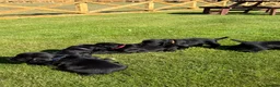 Cocker Spaniel dogs for sale: KC reg working cocker spaniel pups  - Advert 10