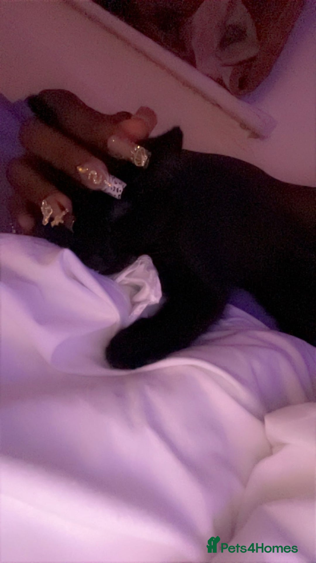 British Shorthair cats for sale: 4 month old black cat  - Image 4