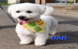 Bichon Frise dogs for sale: Stunning Bichon puppies - Image 5