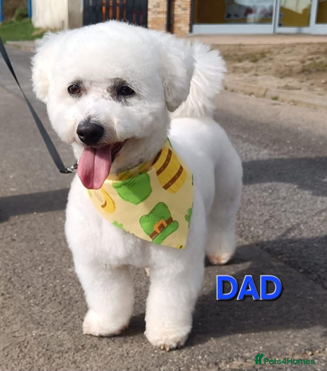 Bichon Frise dogs for sale: Stunning Bichon puppies - Image 5