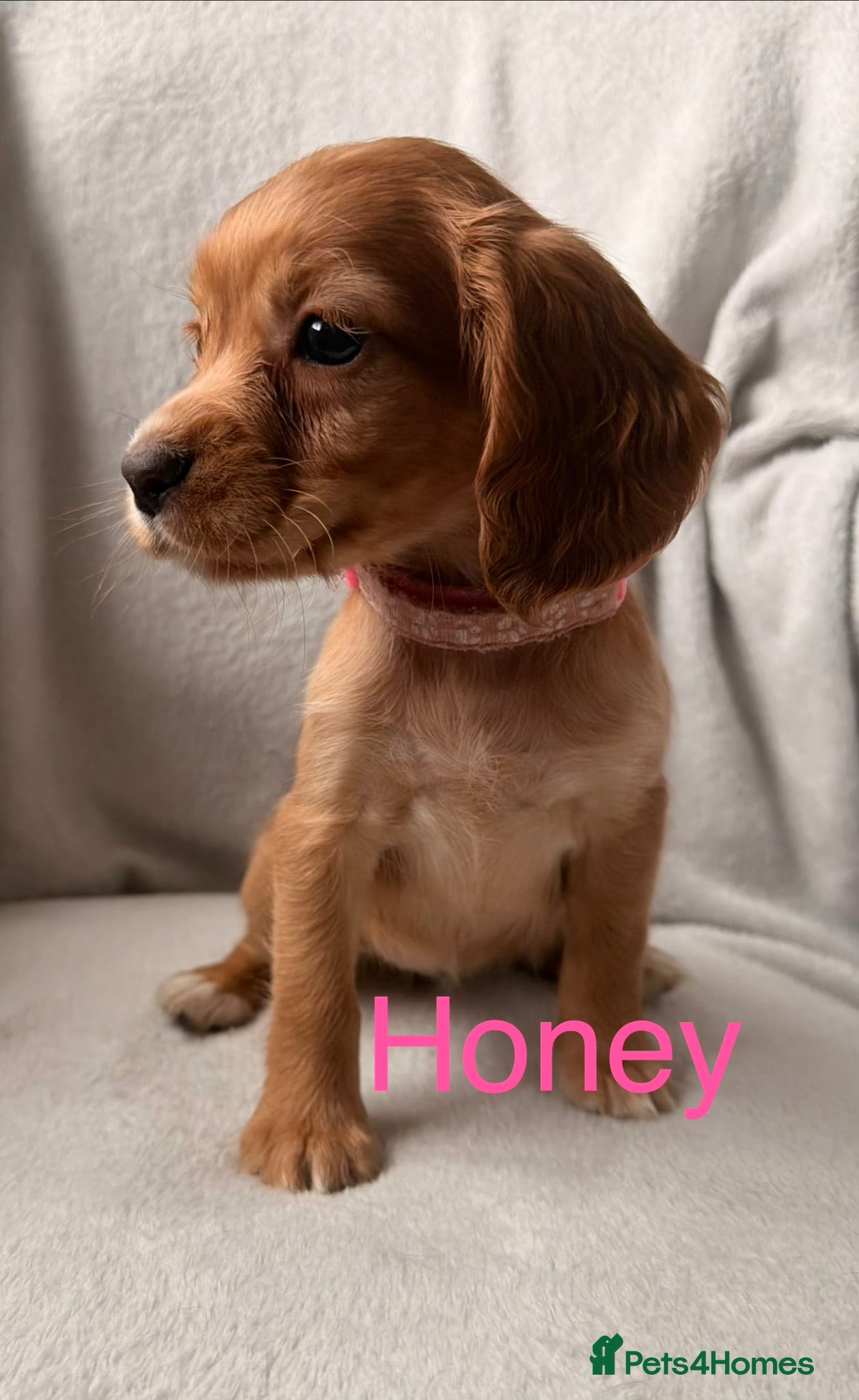 Cocker Spaniel dogs for sale: Working cocker spaniels  - Advert 13