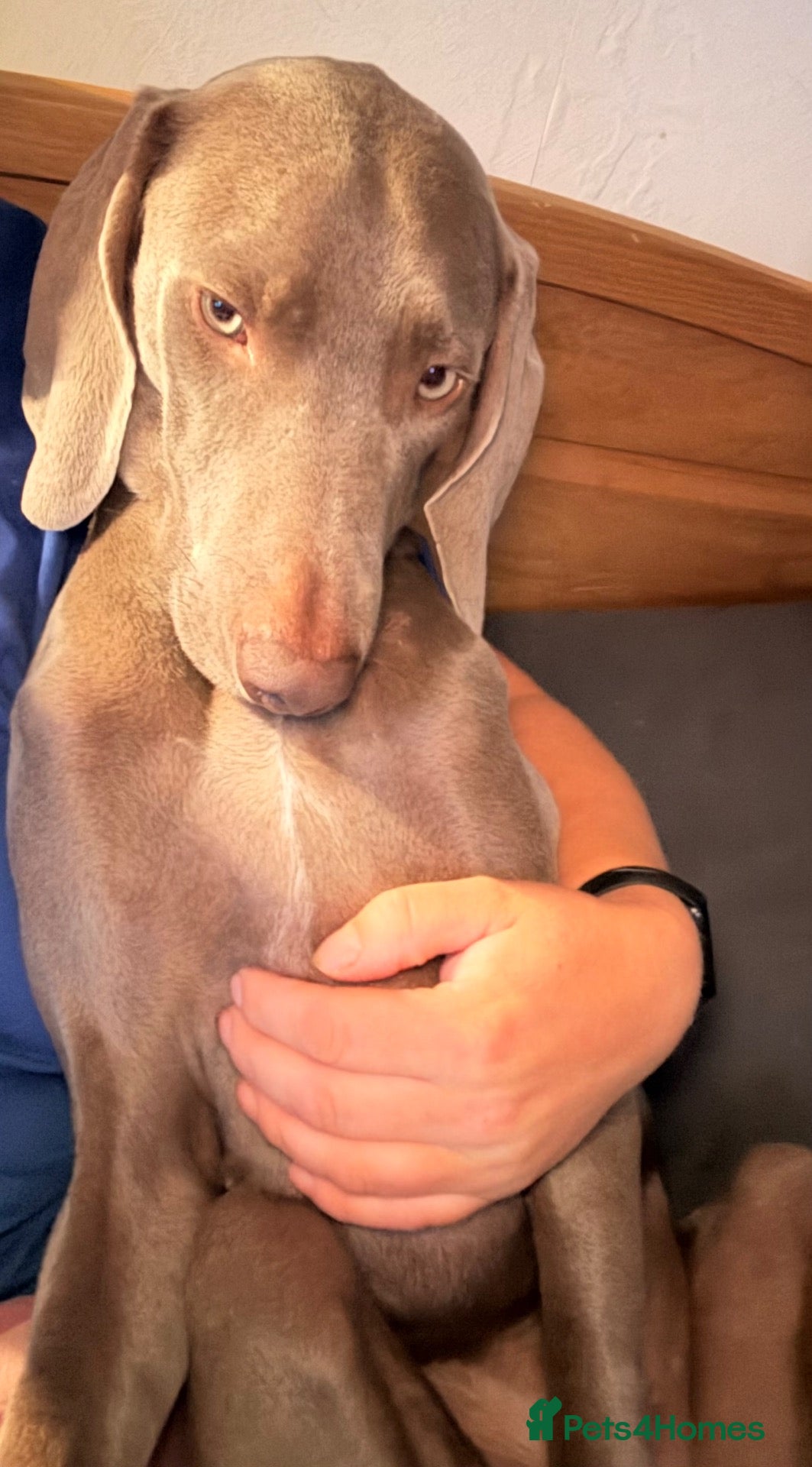 Weimaraner dogs Loving Boy Needs Calm & Reassuring Forever Home  - Advert 2