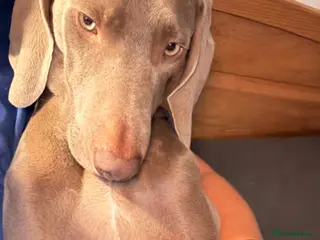 Weimaraner dogs Loving Boy Needs Calm & Reassuring Forever Home - Advert 2