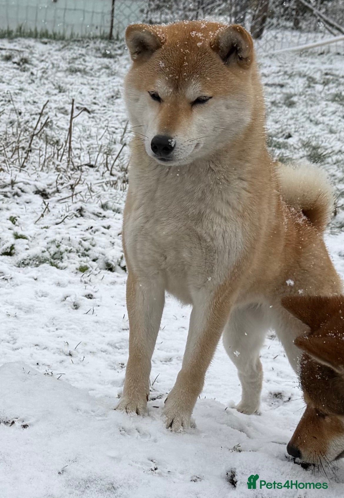 Japanese Shiba Inu dogs Japanese Shiba health tested , champion bloodline  - Advert 1