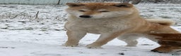 Japanese Shiba Inu dogs for sale: Japanese Shiba health tested , champion bloodline  - Advert 1