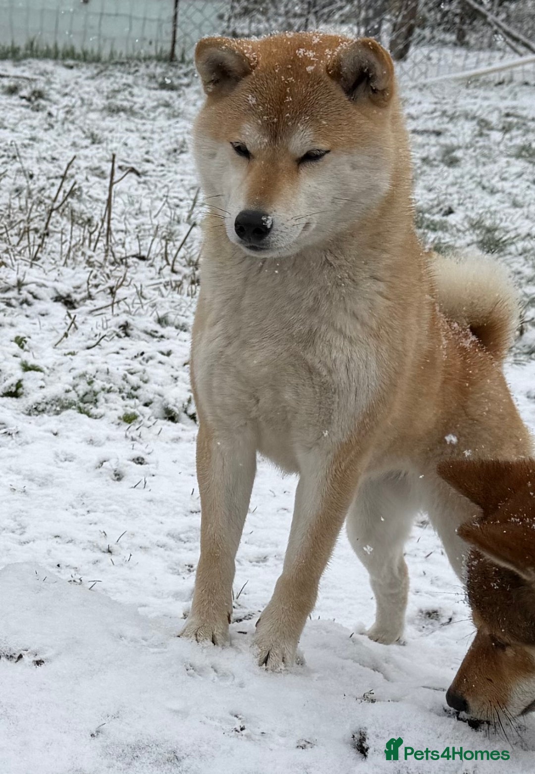 Japanese Shiba Inu dogs for sale: Japanese Shiba health tested , champion bloodline  - Advert 1