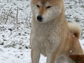 Japanese Shiba Inu dogs Japanese Shiba health tested , champion bloodline - Advert 12