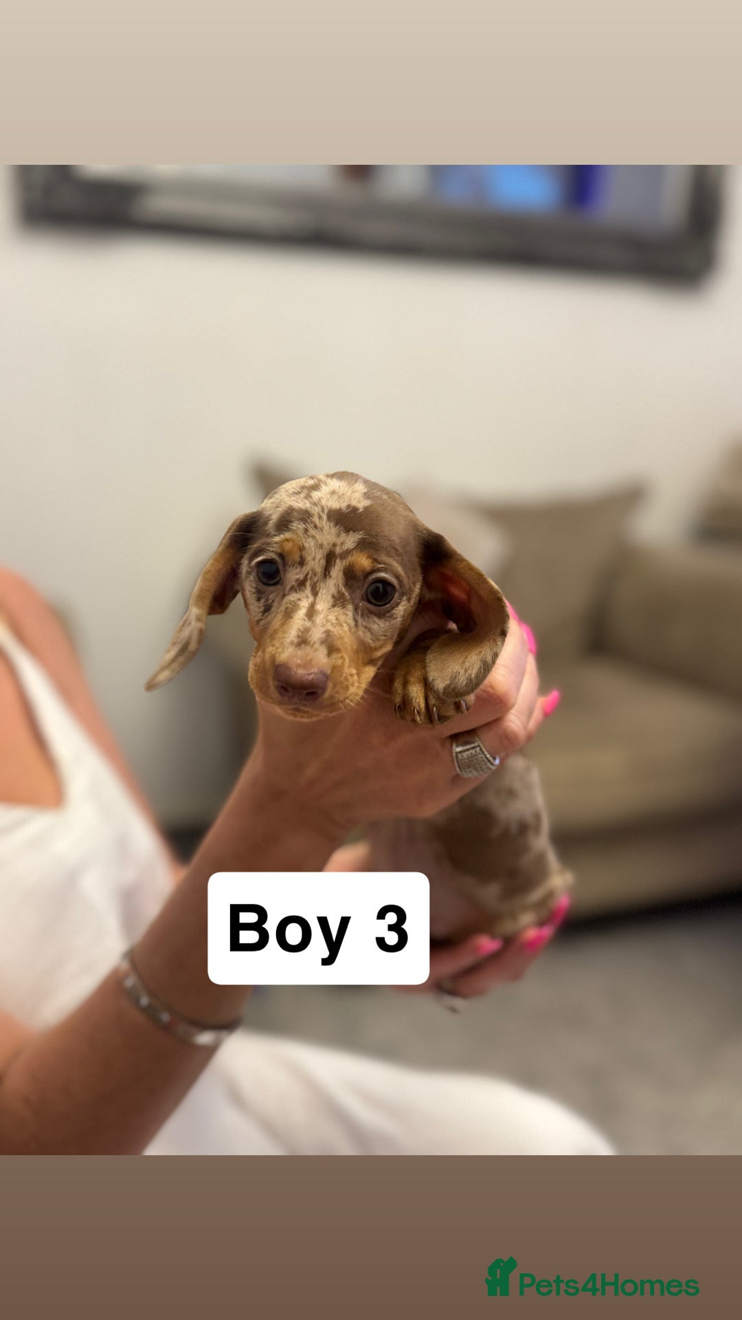 Miniature Dachshund dogs for sale: Stunning baby mini dachshunds  - Image 14