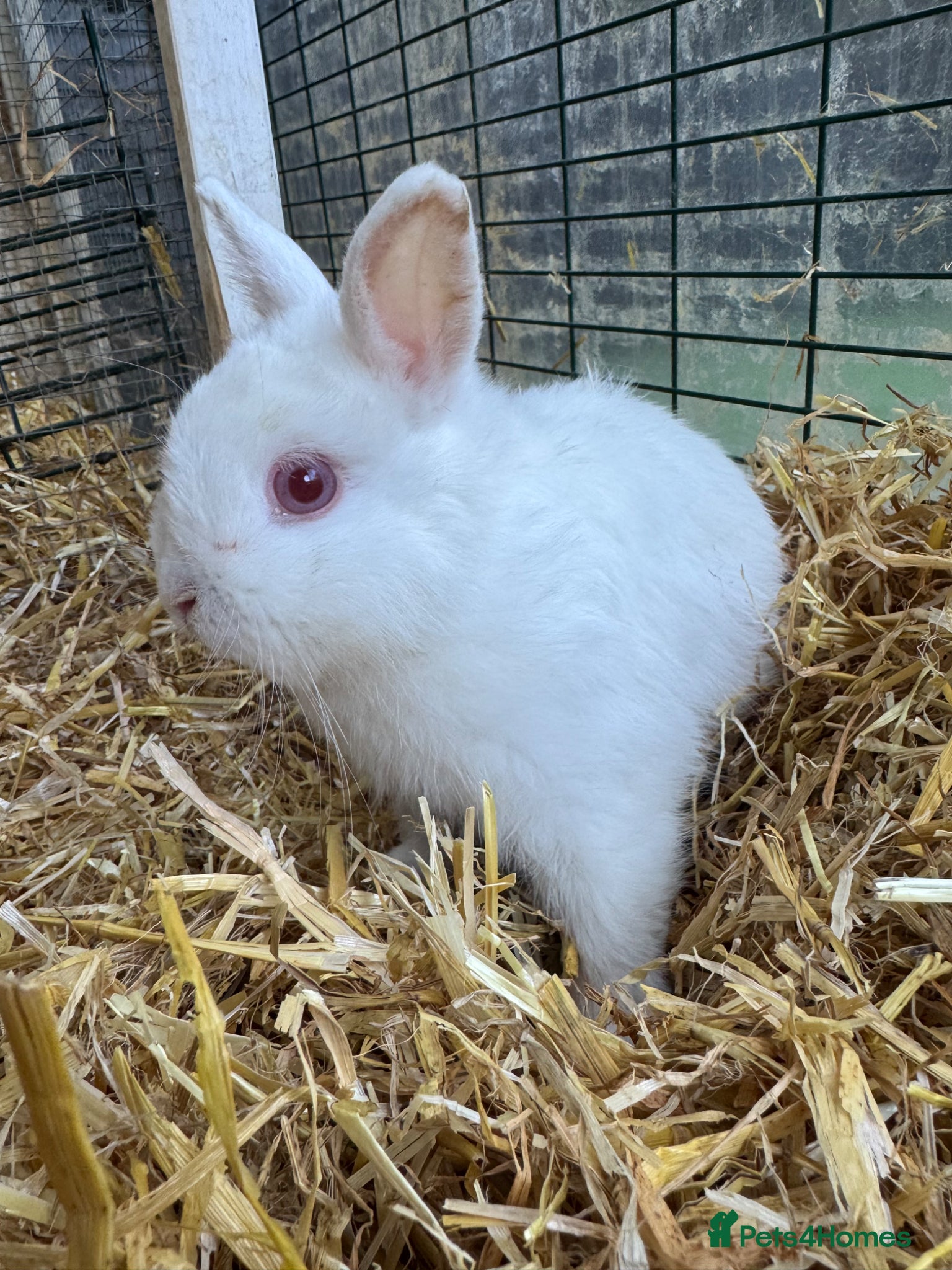 Netherland Dwarf rabbits Friendly bunny looking for a new home  - Advert 5