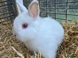 Netherland Dwarf rabbits Friendly bunny looking for a new home - Advert 6
