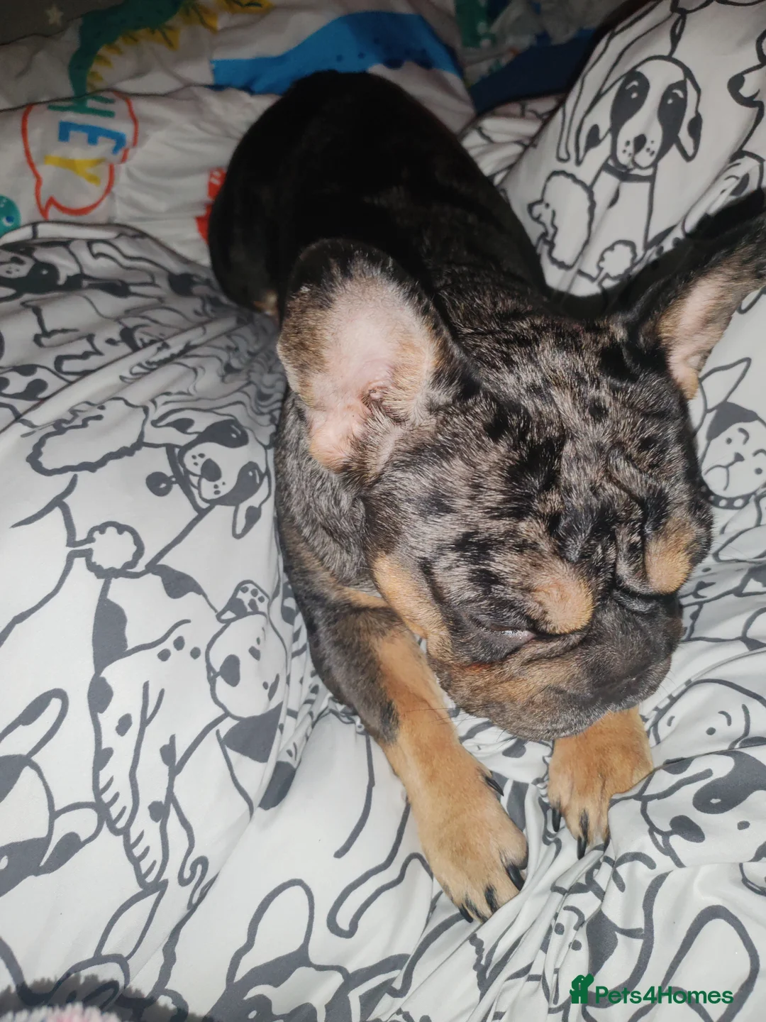 French Bulldog dogs for sale: Loving Home Needed – 2 Year Old French Bulldog in Rochester - Advert 5