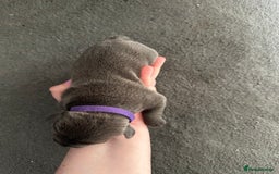Staffordshire Bull Terrier dogs for sale: Quality Blue Staffies - Image 19