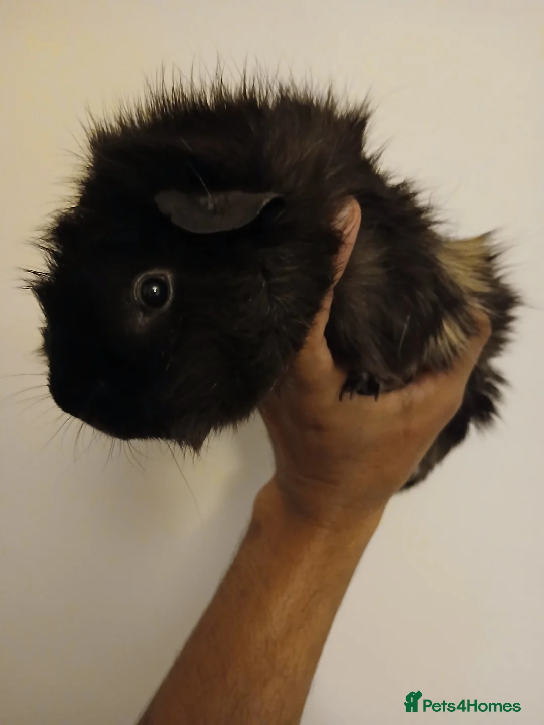 Guinea Pig rodents for sale: 08 Months Old Guinea Pig Male for Sale in Hindhead - Advert 3