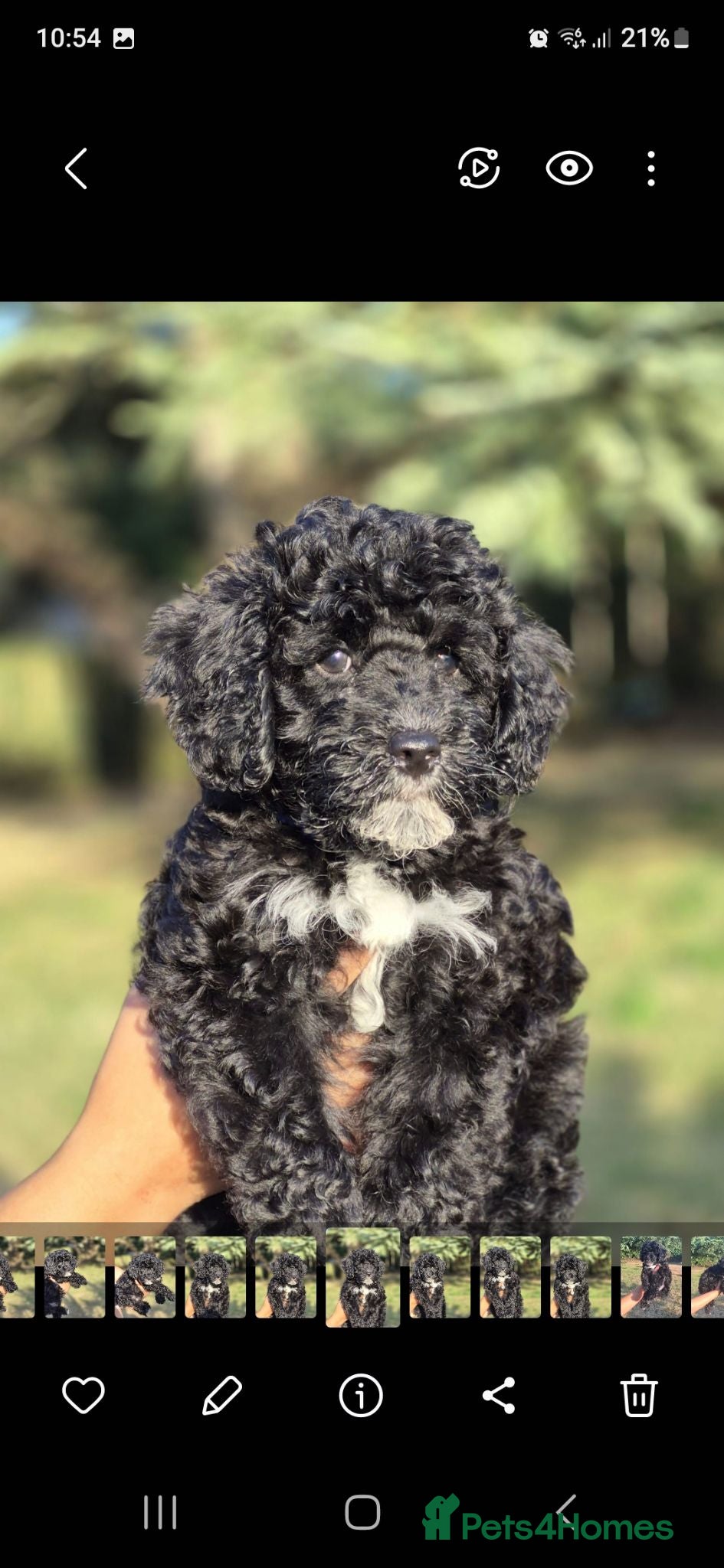 Lhasapoo dogs Ready to Leave Gorgeous Lhachon/Poodle - Advert 1