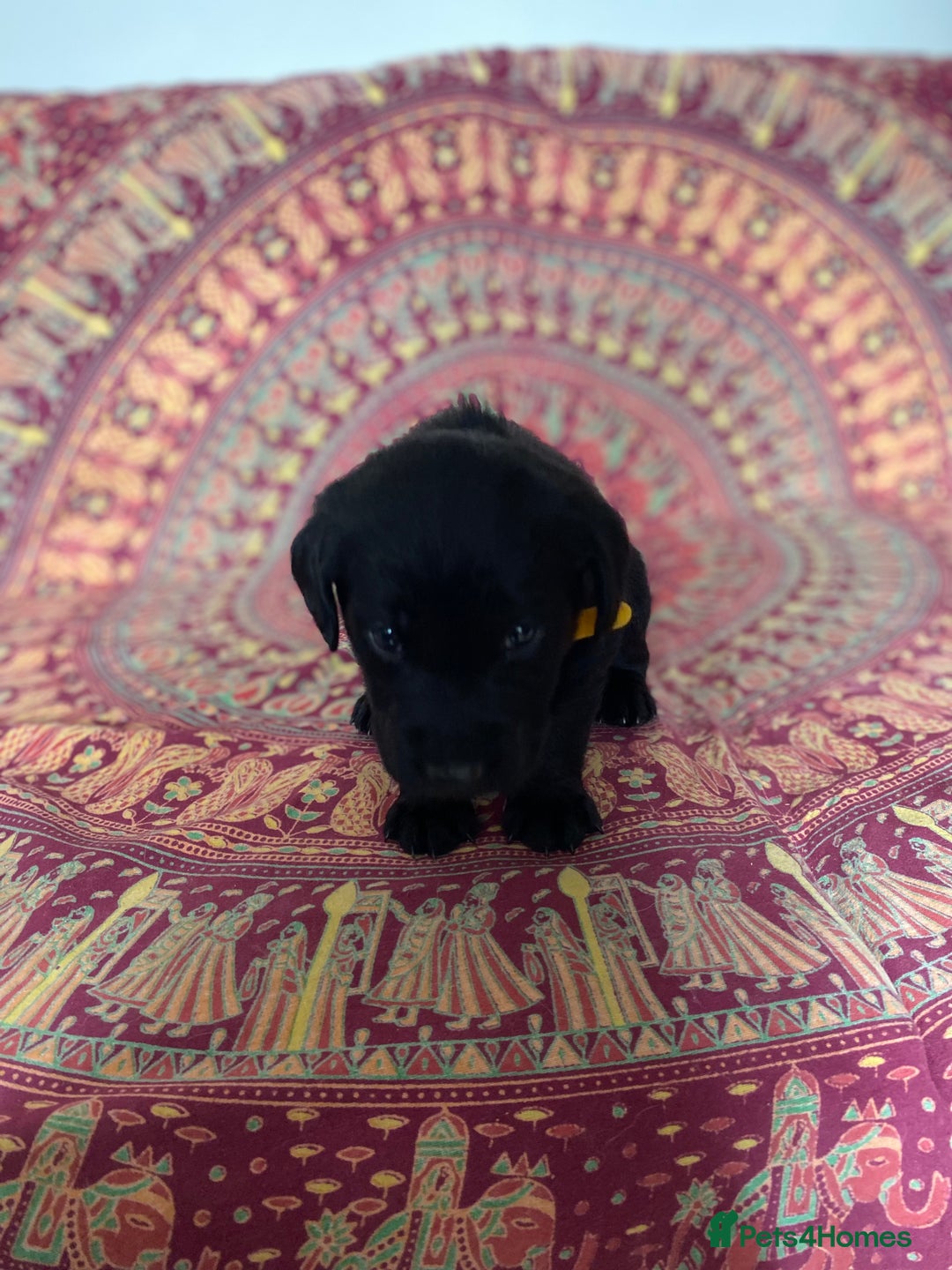 Mixed Breed dogs for sale: Beautiful pointer lab puppies!  - Image 37