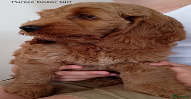 Cockapoo dogs - Advert 11