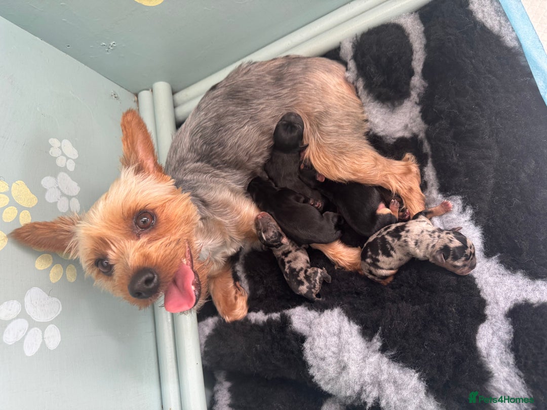 Mixed Breed dogs for sale: French yorkie (frorkie) puppies  - Image 14