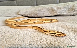 Python Snake reptiles for sale: 3 Year Old Ball Python  - Image 3
