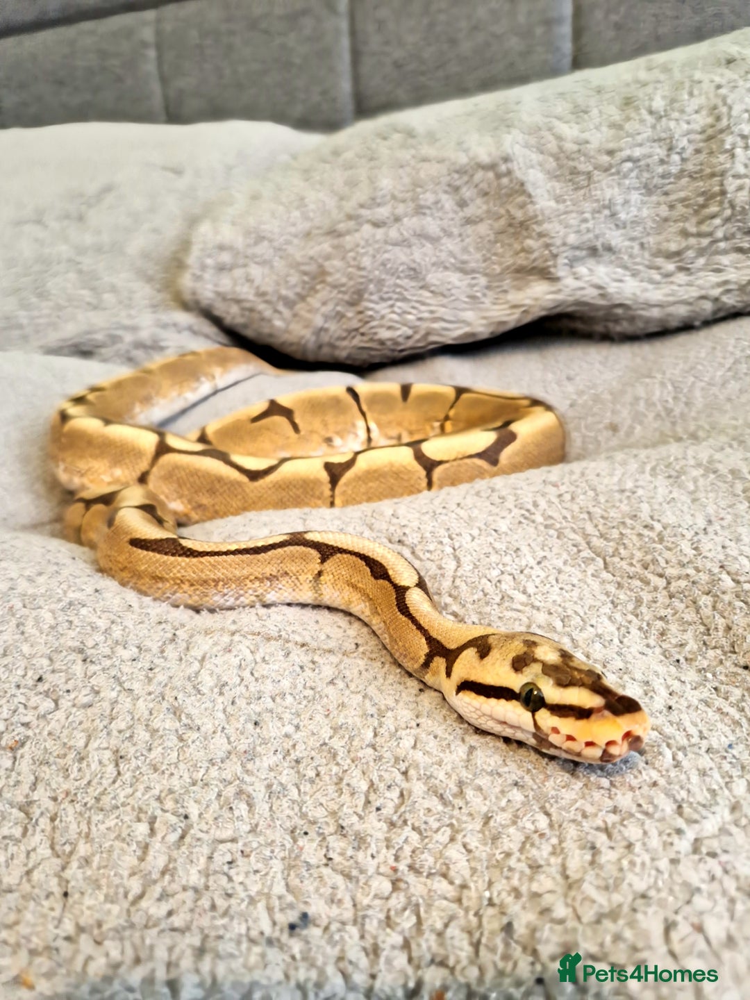 Python Snake reptiles for sale: 3 Year Old Ball Python  - Image 3