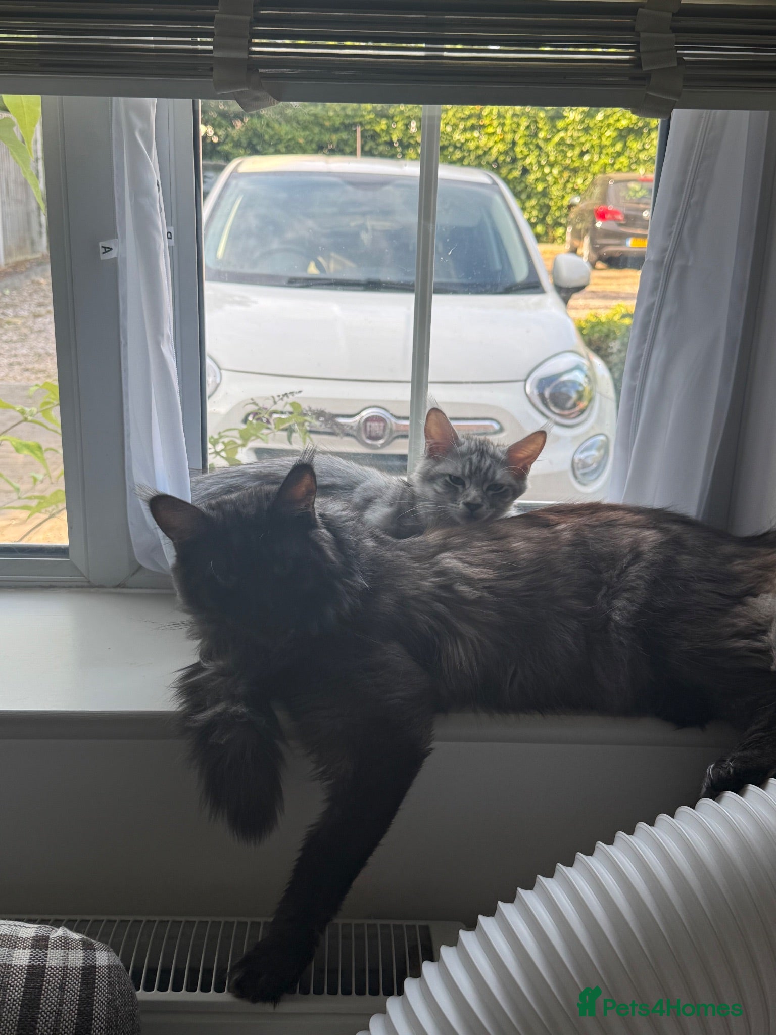 Maine Coon cats Stunning Maine Coon Cross Kittens – Ready Soon 🐾  - Advert 4