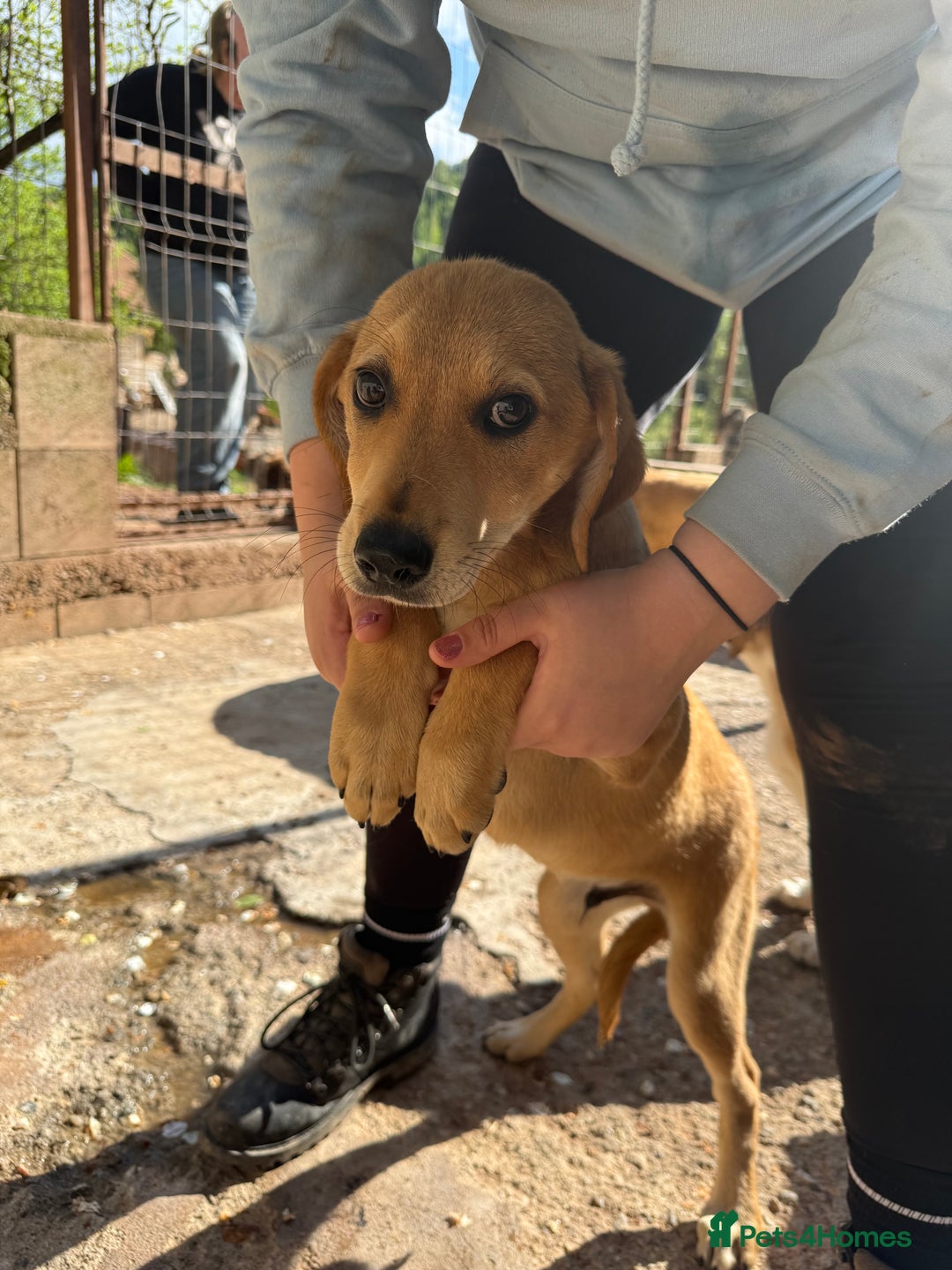 Mixed Breed dogs for adoption: Snoop needs a home with another dog! - Image 4