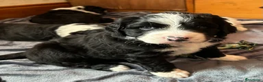 Bernedoodle Puppy 3